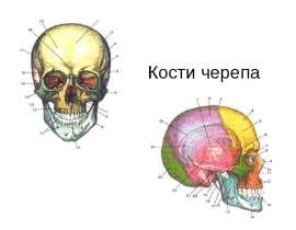 Кости черепа