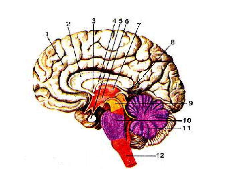 Общий план строения мозга в сагиттальном разрезе