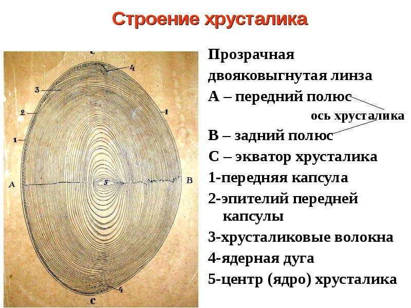 Схема строения хрусталика гистология