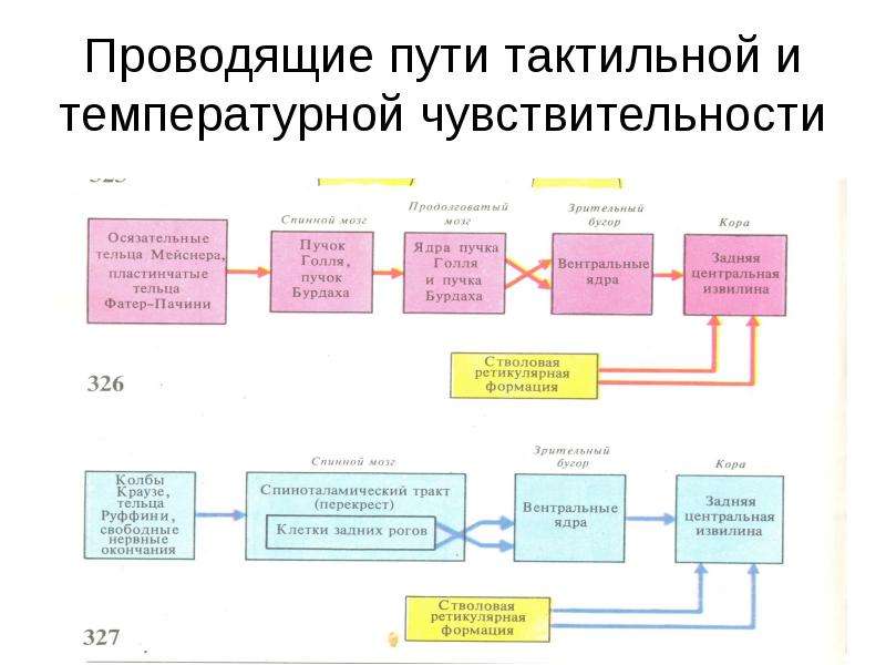 Проводящие пути тактильной чувствительности схема