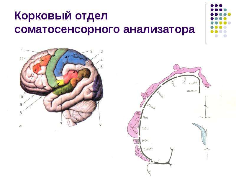 Соматосенсорная система презентация