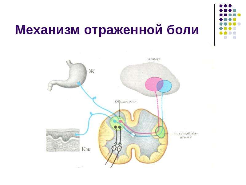 Схема строения сенсорной системы физиология