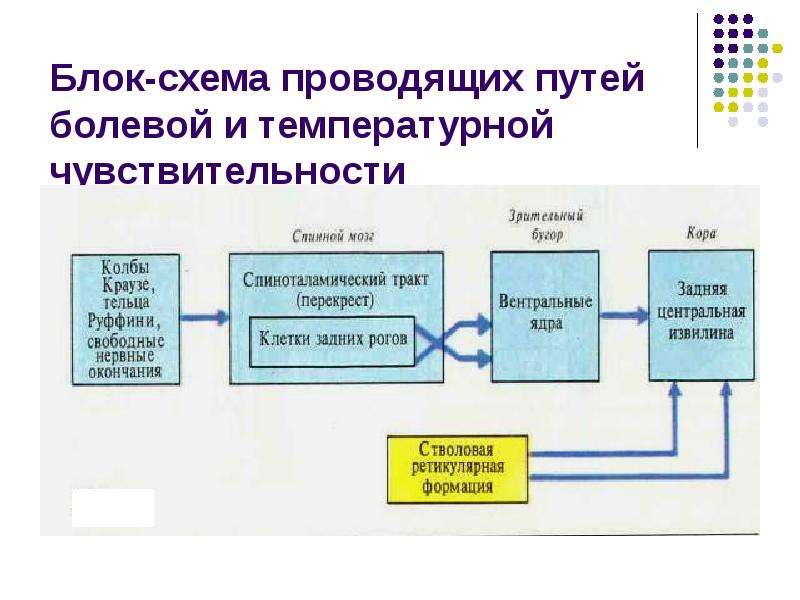 Температурная сенсорная система презентация