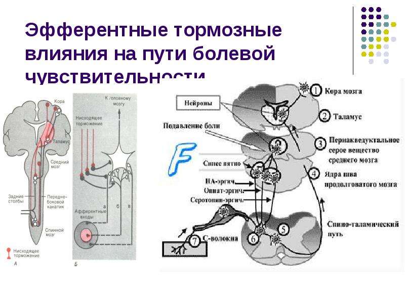 Афферентные и эфферентные пути. Афферентный путь и эфферентный путь. Пути болевой чувствительности физиология. Эфферентные влияния на функциональное состояние рецепторов.