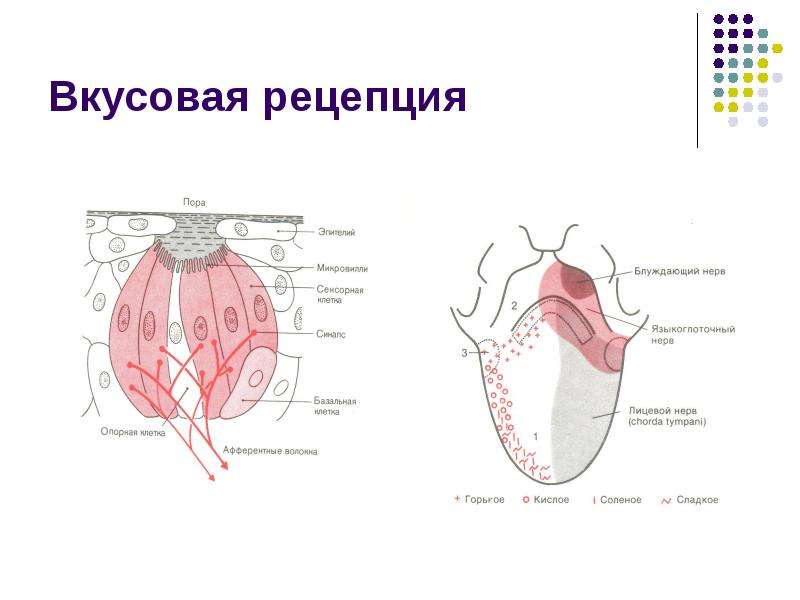 Вкусовой анализатор рисунок