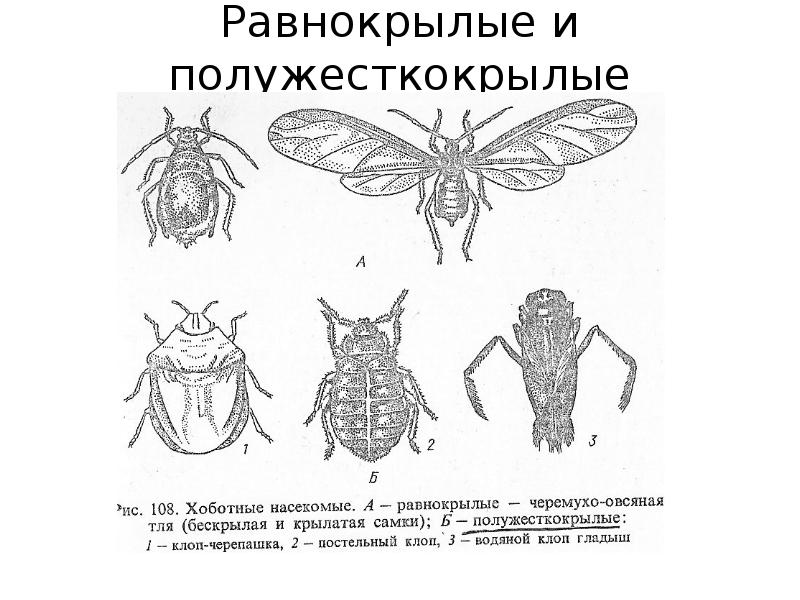 Крылья равнокрылых. Отряд полужесткокрылые Крылья. Полужесткокрылые строение конечностей. Полужесткокрылые строение крыльев. Равнокрылые и полужесткокрылые.