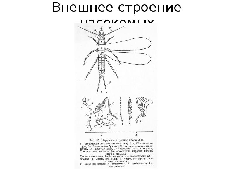 Класс насекомые лабораторная работа внешнее строение насекомого