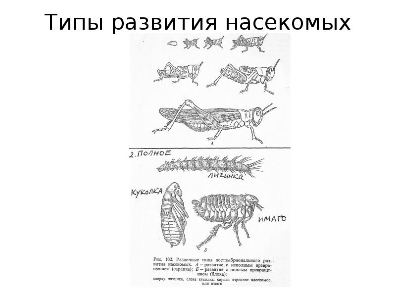 Класс насекомые типы развития