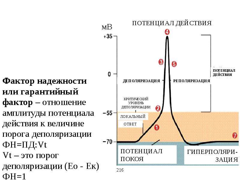 Потенциал покоя гладкомышечного волокна равен