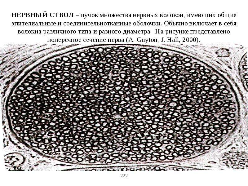 Типы нервных стволов. Нервный ствол. Строение нервного ствола. Нерв в поперечном сечении. Нервное волокно в поперечном сечении.