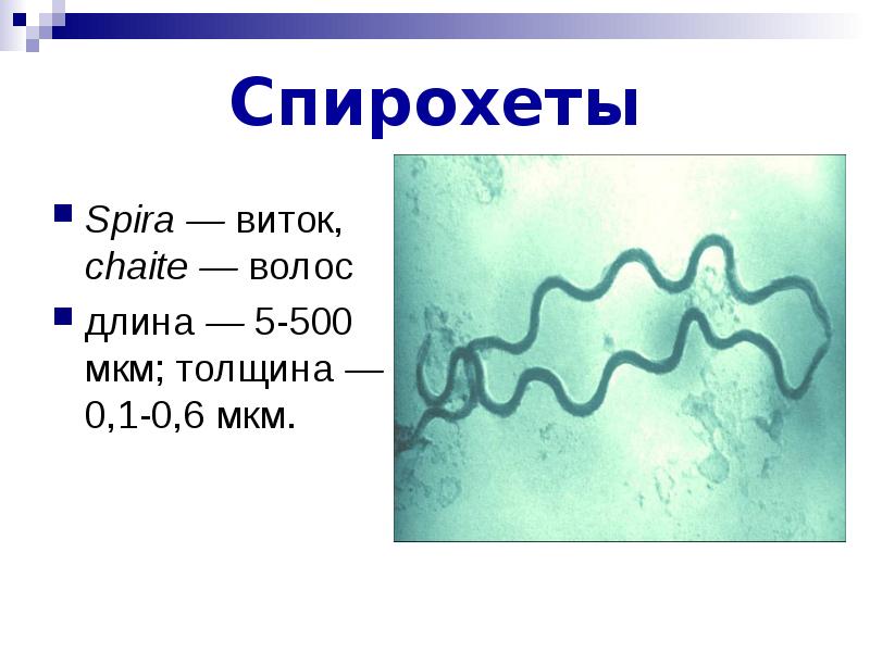 Спирохеты