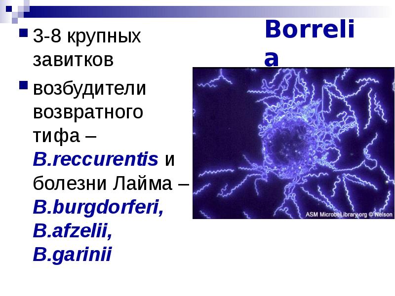 Borrelia burgdorferi s l днк обнаруж