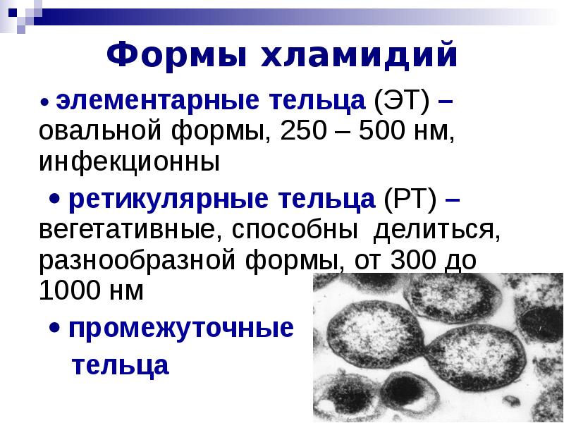 Хламидиоз 2. Хламидий микробиология. Хламидия строение микробиология. Хламидии строение микробиология. Жизненный цикл хламидии.