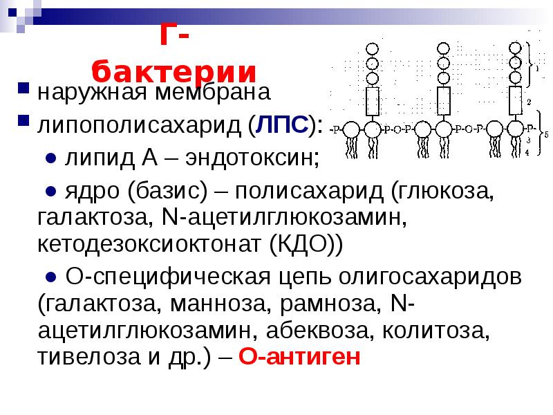 Липополисахарид. Липополисахарид наружной мембраны. Липополисахариды бактерий. Наружная семьрана диплполисахирды бактерий. Функции липополисахарида.