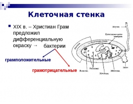 Клеточная стенка