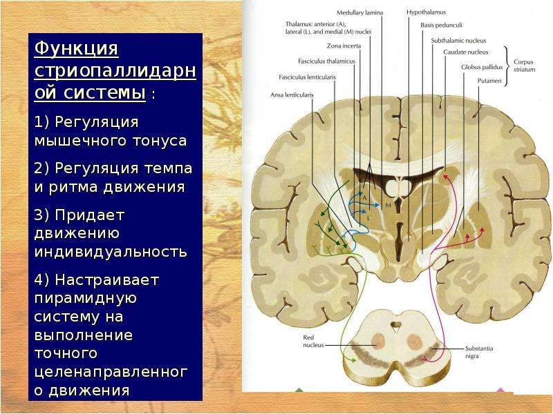 Кортико висцеральная теория