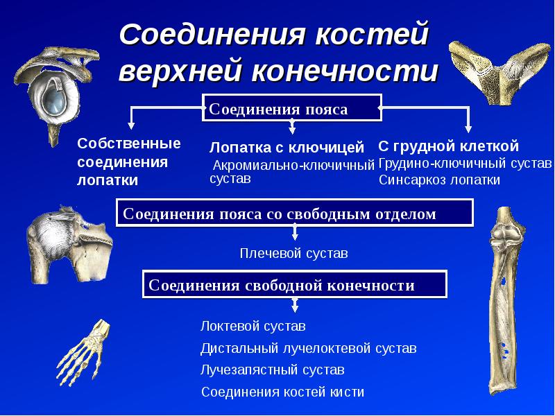 Артрология анатомия презентация