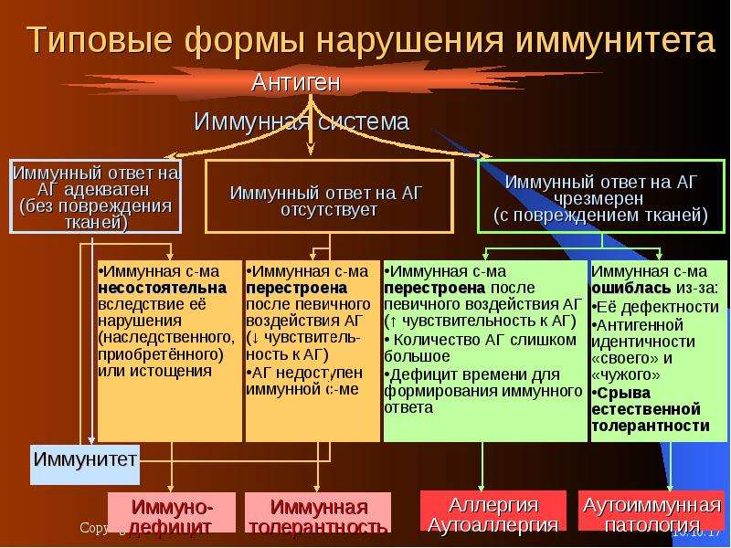 Классификация иммунологической реактивности схема