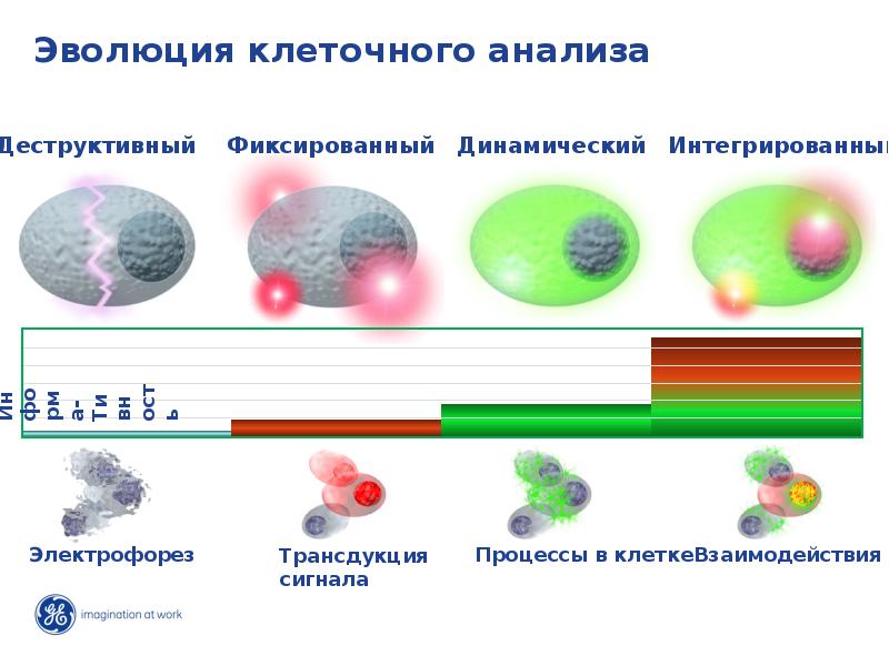 Анализ клеток