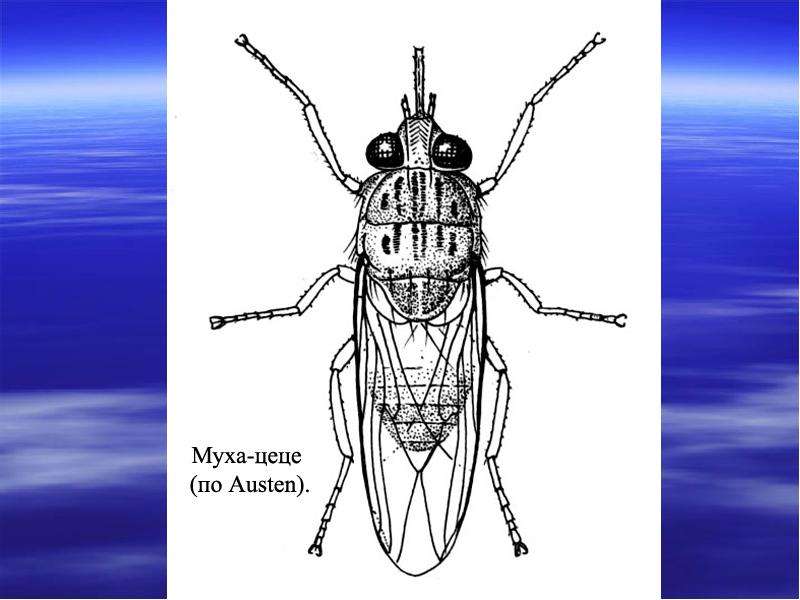 Рисунок муха цеце