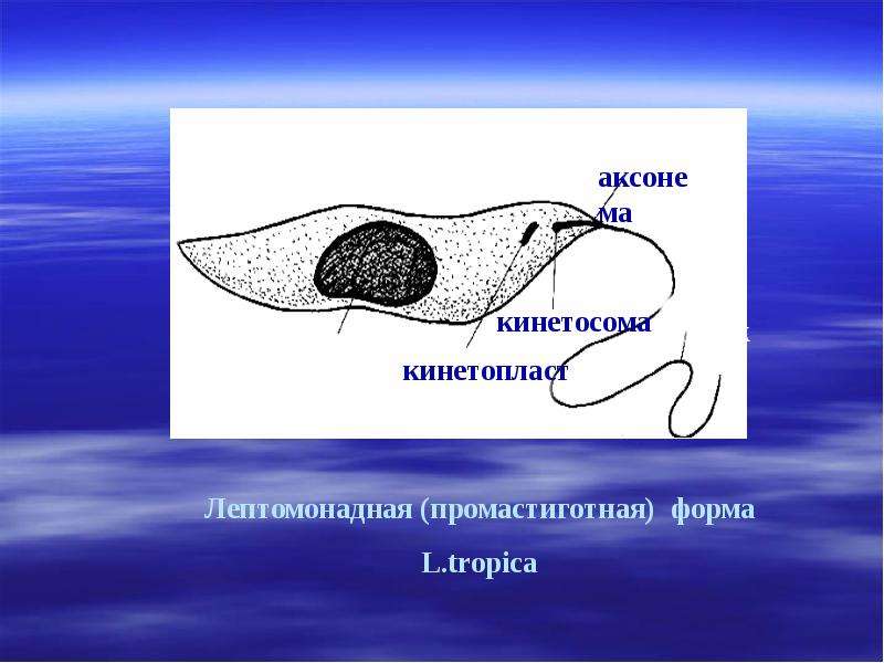 Рассмотрите рисунок с изображением паразитического простейшего какое