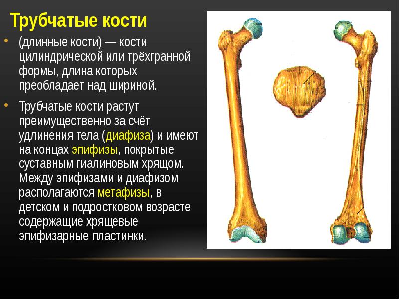 Кости или кости. За счет чего растут трубчатые кости. Длинных трубчатых костей. Длинная трубчатая кость. Трубчатая кость растет в длину.