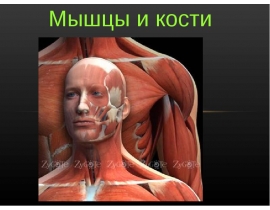 Мышцы и кости