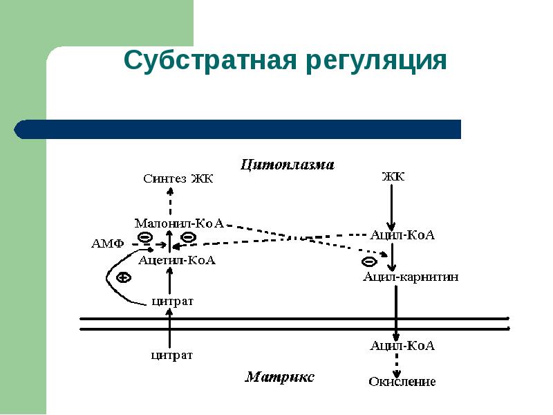 Регуляция липидного обмена схема