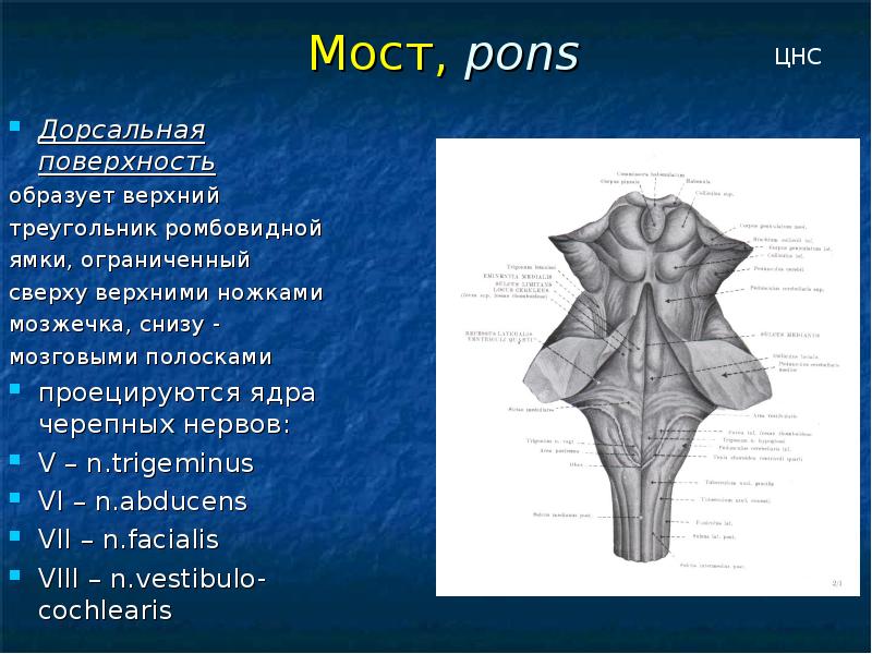 Продолговатый мозг латеральная. Дорсальная поверхность продолговатого мозга. Продолговатый мозг анатомия дорсальная поверхность. Ромбовидная ямка мозга. Ромбовидная ямка продолговатого мозга анатомия.