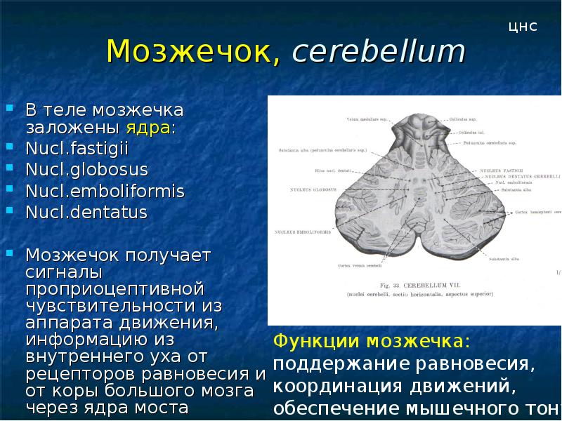 Мозжечок. Мозжечок анатомия функции. Строение мозжечка анатомия. Мозжечок структура и функции. Мозжечок мозг функции.