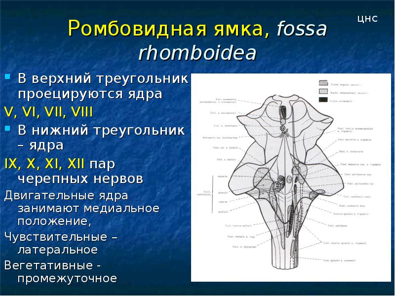 Ромбовидная ямка анатомия схема