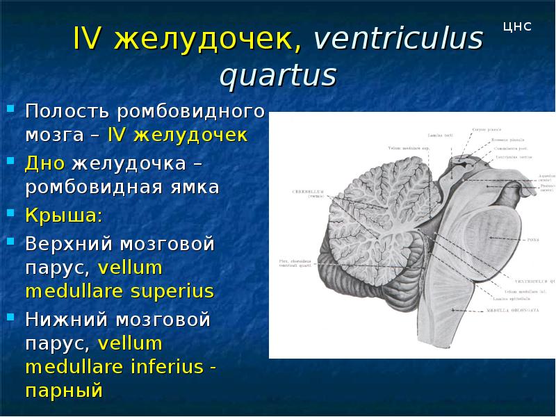 4 полости головного мозга