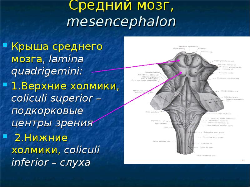 Средний мозг. Средний мозг Верхние холмики. Пластинка крыши среднего мозга. Крыша среднего мозга представлена. Нижние холмики среднего мозга.