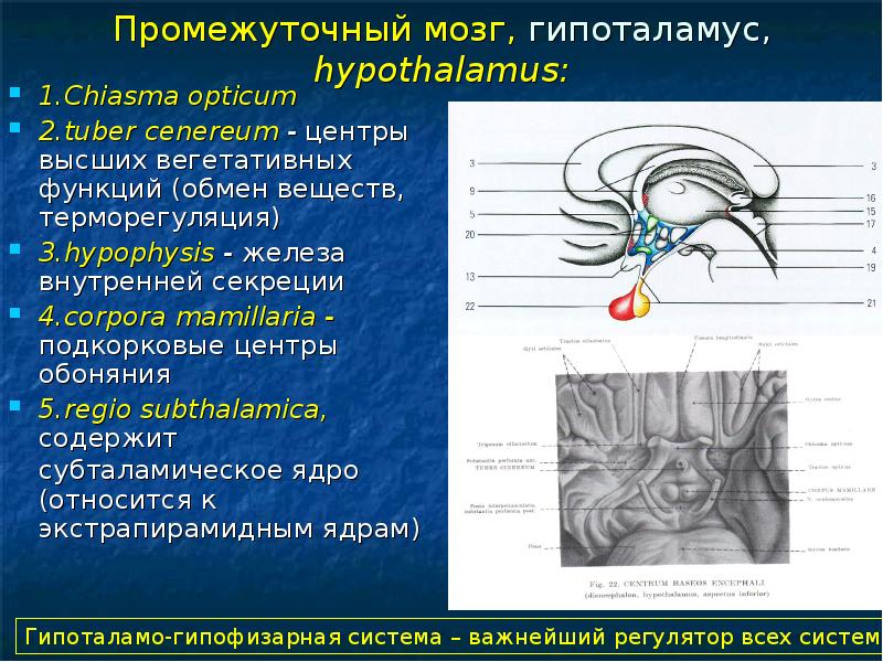 Обонятельный нерв отдел анализатора. Подкорковые обонятельные центры. Промежуточный мозг обонятельный мозг. Подкорковые и корковые центры обонятельного анализатора. Подкорковые вегетативные центры.