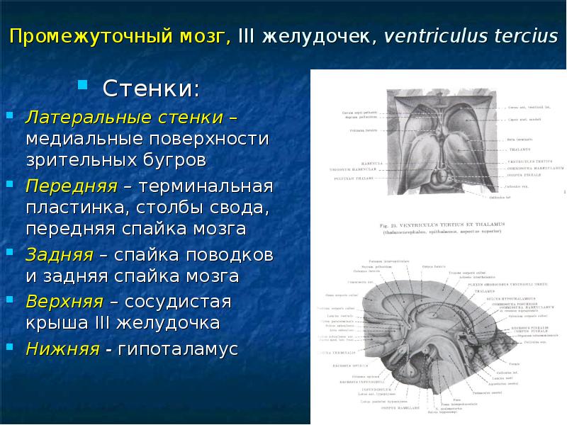 Ventriculus латынь. Эпиталамическая спайка задняя спайка промежуточного мозга. Промежуточный мозг. III желудочек. Третий желудочек промежуточного мозга функции. Задняя стенка третьего желудочка образована.