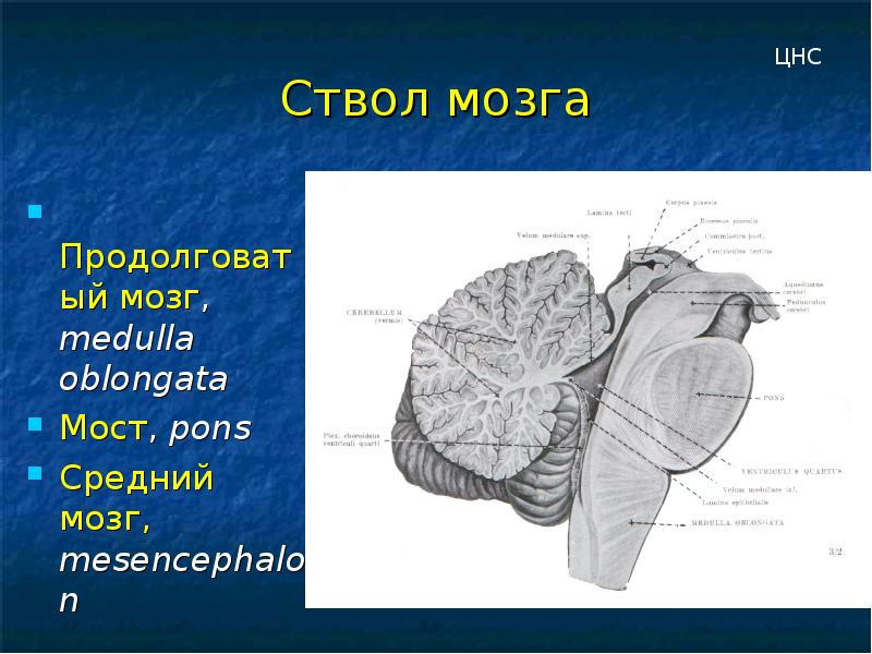 Презентация на тему средний мозг - 93 фото