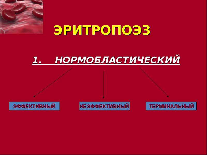 Патофизиология системы крови презентация