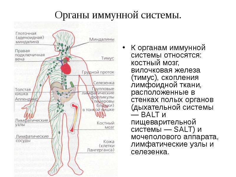 Лимфоидная ткань органы. Строение иммунной системы человека таблица. Иммунная система органы иммунной системы. Строение иммунной системы человека схема. Органы иммунной системы и функции иммунной системы.