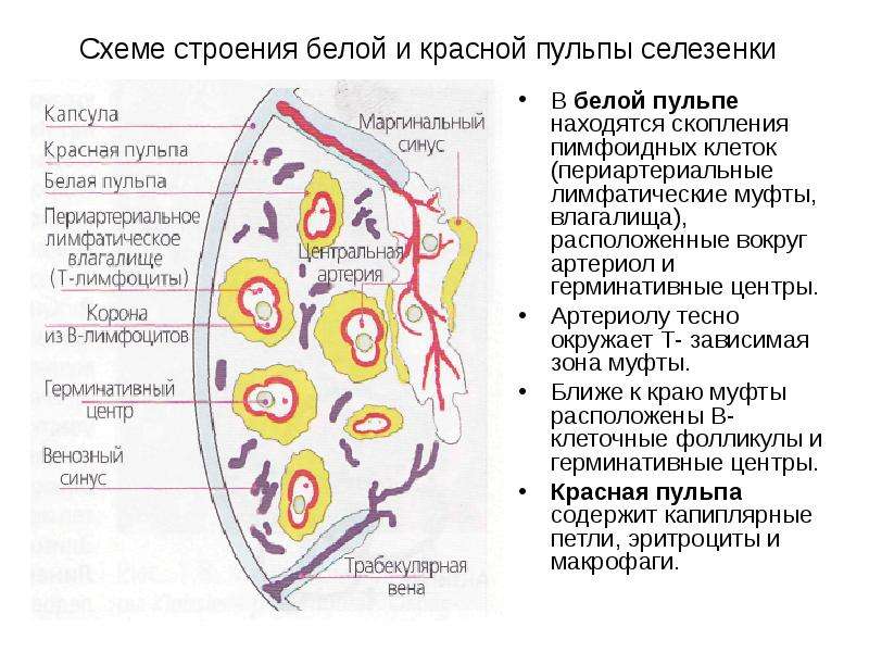 Воспаление и иммунитет презентация