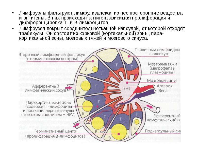 Воспаление и иммунитет презентация