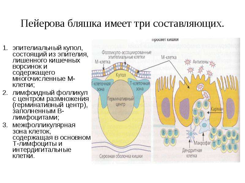 Воспаление и иммунитет презентация