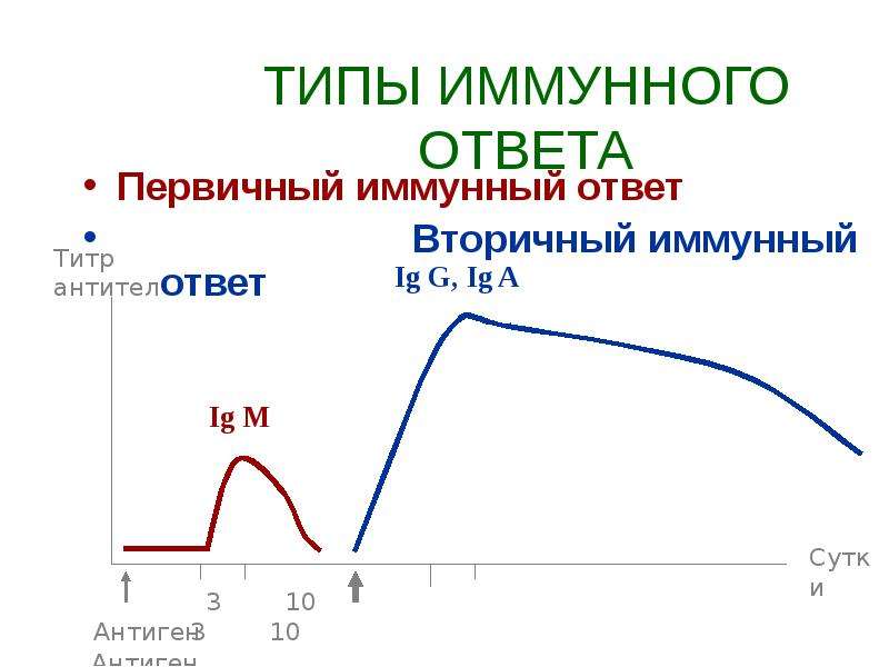 Схема первичный и вторичный иммунный ответ