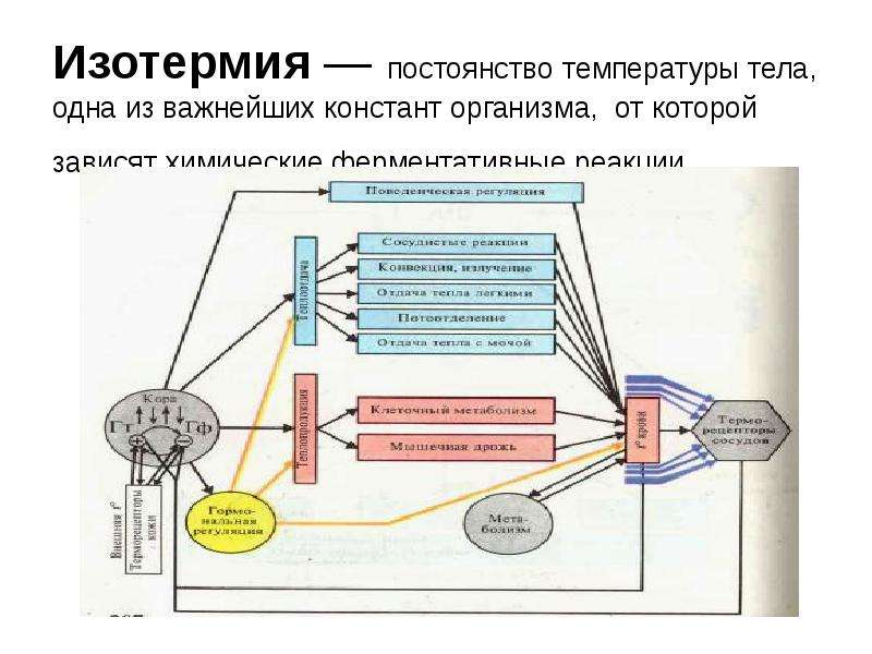 Функциональное постоянство. Механизмы поддержания постоянства температуры тела. Функциональная система обеспечивающая постоянство температуры тела. Инверсия изотермия конвекция. Постоянство температуры тела поддерживается.