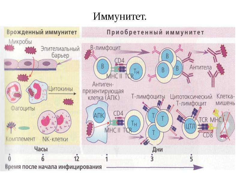 Воспаление и иммунитет презентация