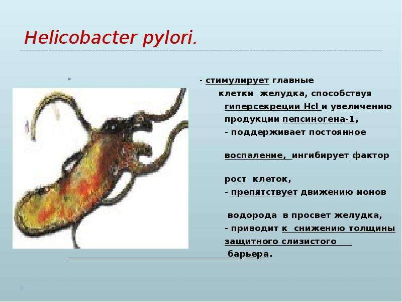 Хеликобактер симптомы