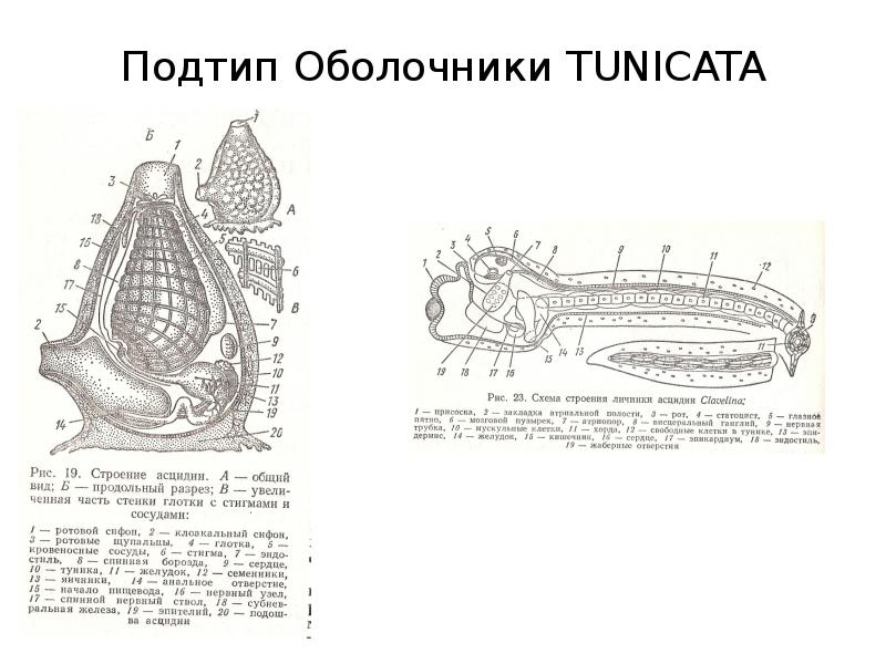 В чем выражается единство плана строения хордовых