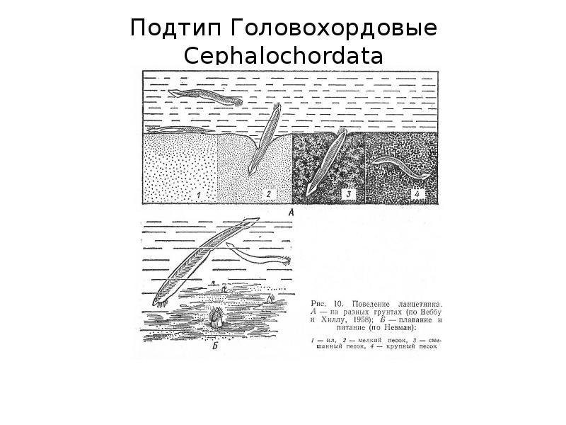 Схема классификации типа хордовых таблица word