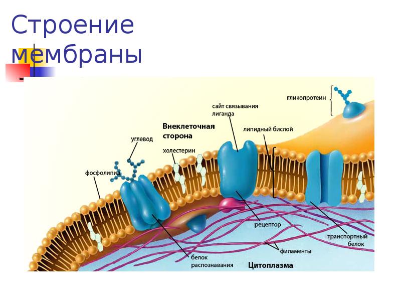 Биологическое строение. Строение клеточной мембраны нейрона. Строение мембраны нервной клетки. Строение мембраны нейрона. Поверхностный аппарат гликокаликс.