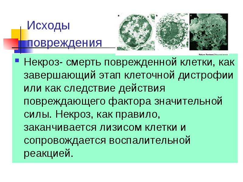 Ушиб клетки. Исходы повреждения клетки патофизиология. Исходы повреждения клетки гибель клетки. Какие могут быть исходы повреждений. Некроз патофизиология.