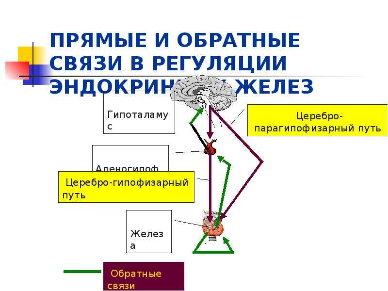 Физиология эндокринной системы презентация